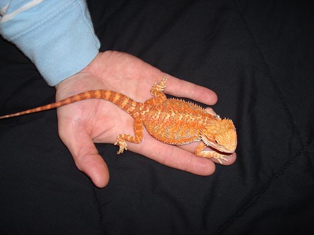 Sexy Twizzler