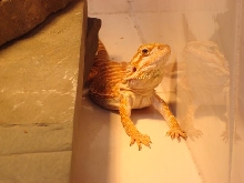 Lela Posing