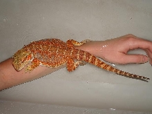 Ruby at Bath Time