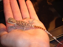 Twizzler Before 1st Shed