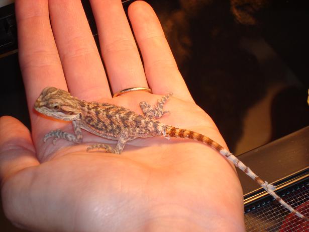 Twizzler Before 1st Shed