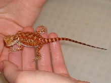 Twizzler After Shed