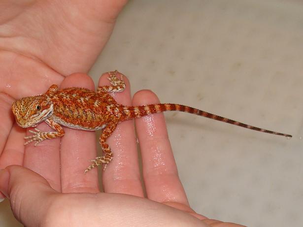 Twizzler After Shed