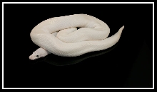 BEL Mojave lesser