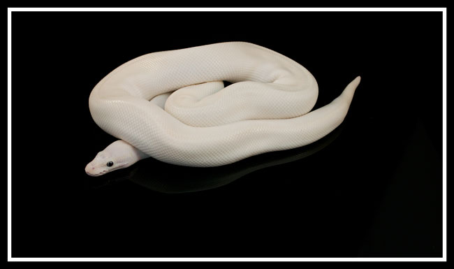 BEL Mojave lesser
