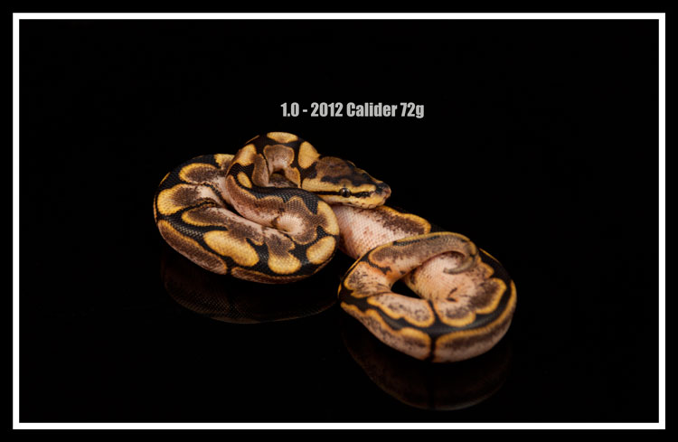 1.0 - 2012 Calider