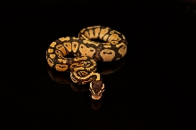 Lemon Pastel  64-1-12
