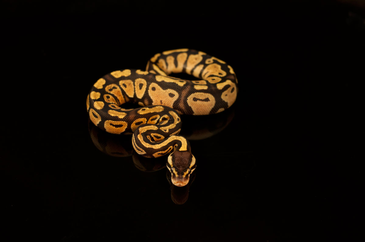 Lemon Pastel  64-1-12