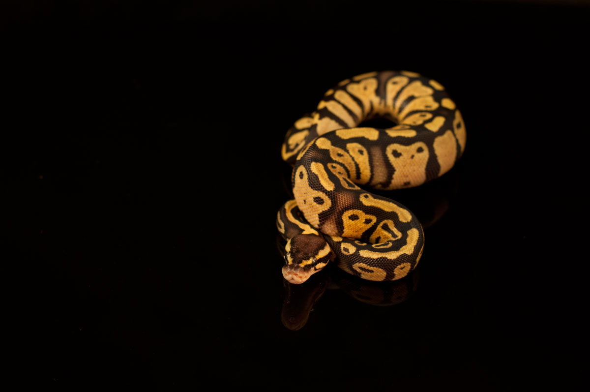 Lemon pastel 64-2-12