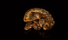 leopard 67-1-12