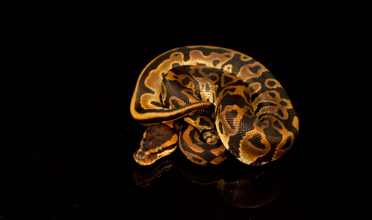 leopard 67-1-12