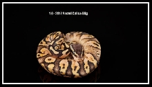 1.0 - 2012 Pastel Calico