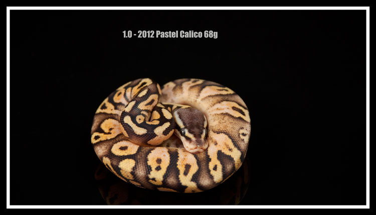 1.0 - 2012 Pastel Calico