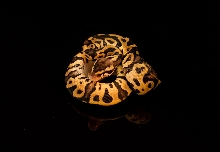 pastel leopard 95-1-12