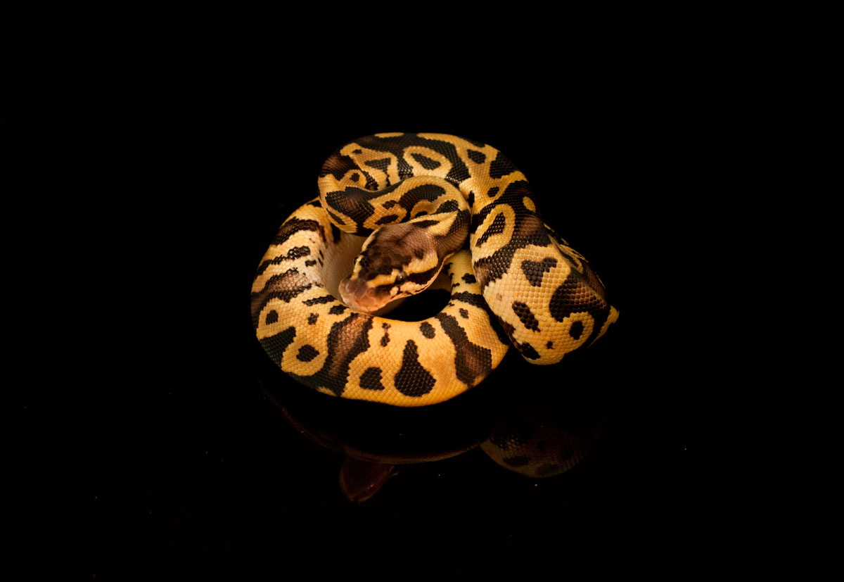 pastel leopard 95-1-12