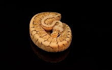 Spinner Blast 60-1-12
