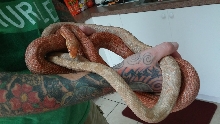 2 Albinos together. Male & female