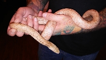 Albino female brindle black rat