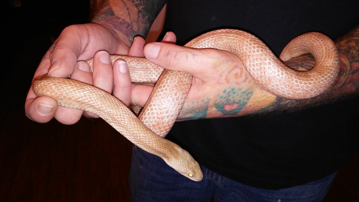 Albino female brindle black rat