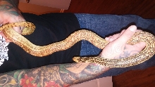 One of my Bulls, female