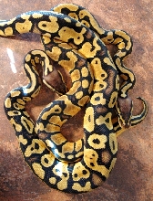 Pastel Females