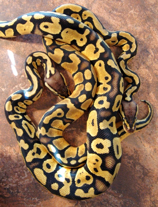 Pastel Females
