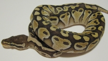 Lesser Male