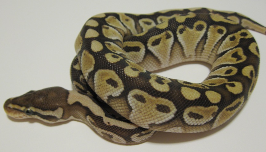 Lesser Male