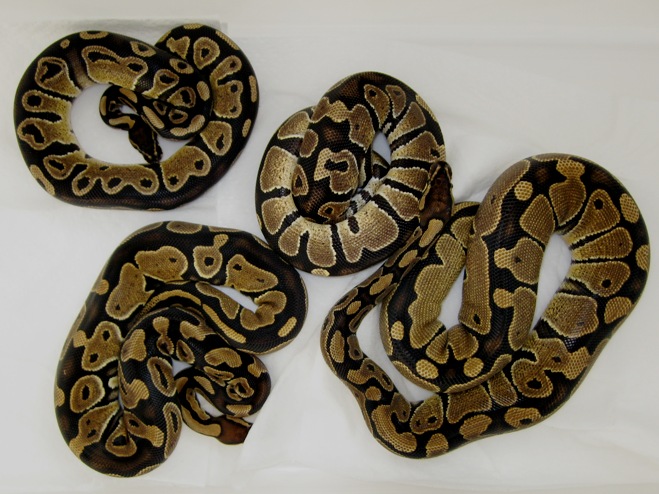 Het Group