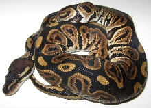 Black Pastel Male
