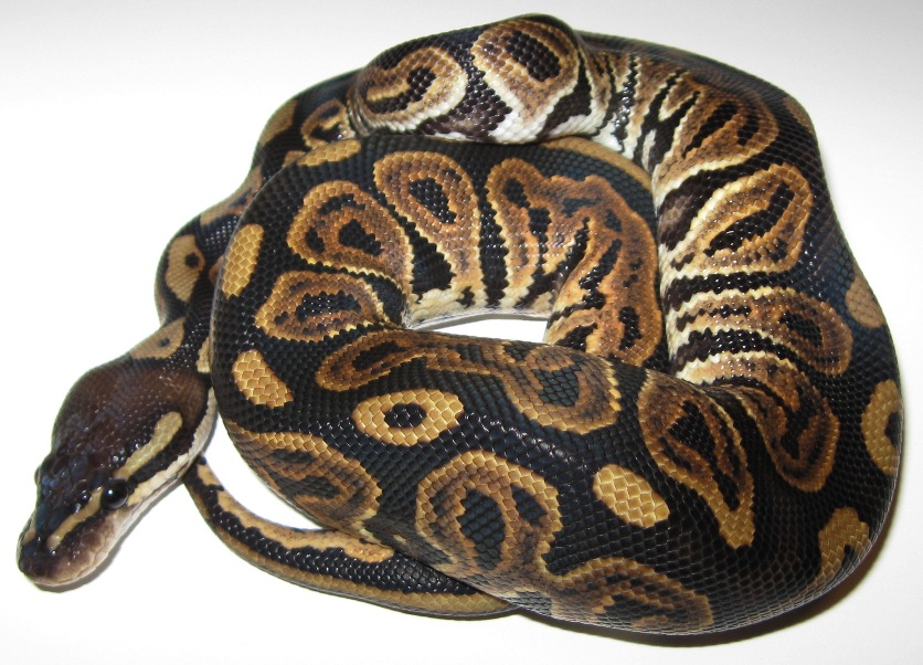 Black Pastel Male