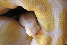Albino ball