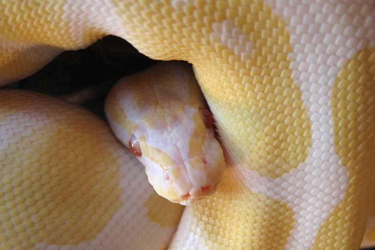 Albino ball