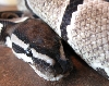 Axanthic
