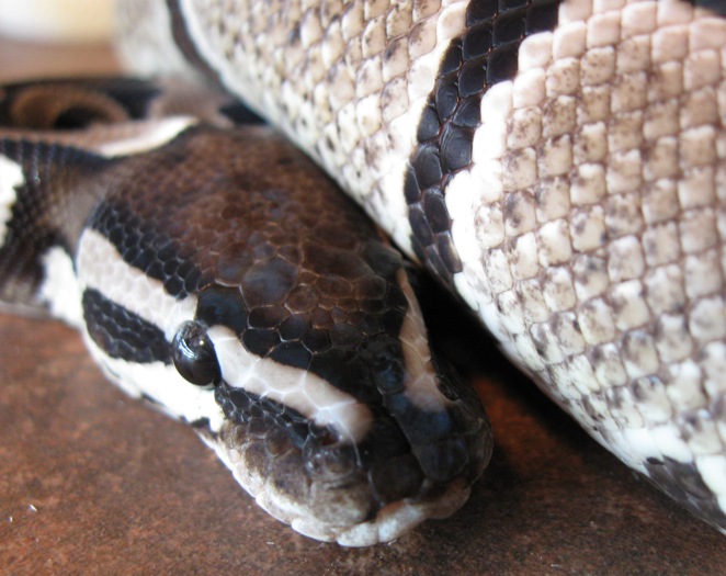 Axanthic