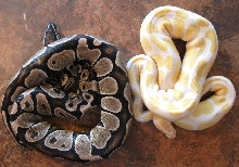 Axanthic and Albino