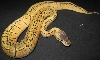 Lemon Pastel Female