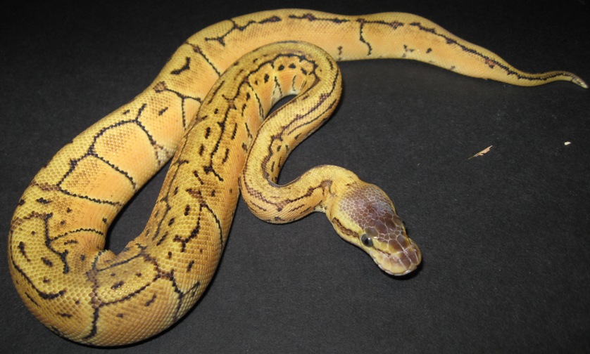 Lemon Pastel Female