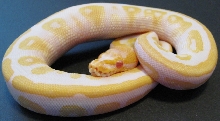 Male Albino