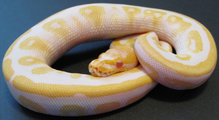 Male Albino