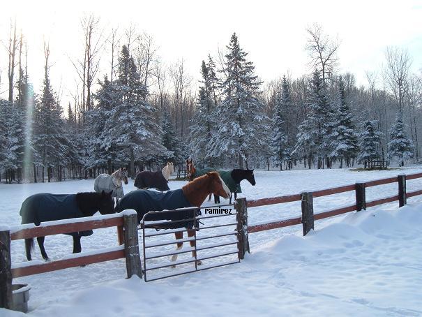 The Geldings