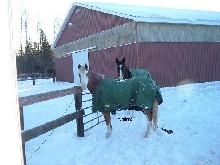 Holly & Willy