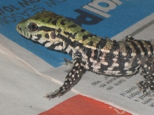 Baby Black and White Tegu One day Old