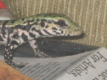 Baby Black and White Tegu One day Old 2