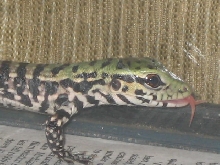 Baby Black and White Tegu One day Old