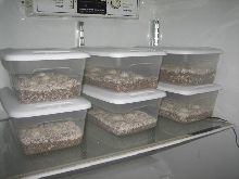 Baby B&W Tegu eggs incubating