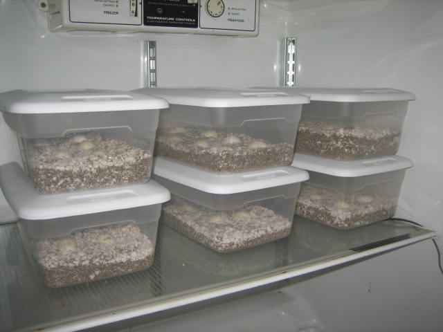 Baby B&W Tegu eggs incubating