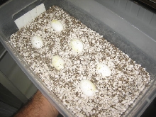 Baby B&W Tegu eggs incubating 1