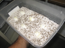 Baby B&W Tegu eggs incubating 2
