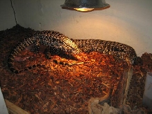 2010 Argentine Black n White Tegu babies